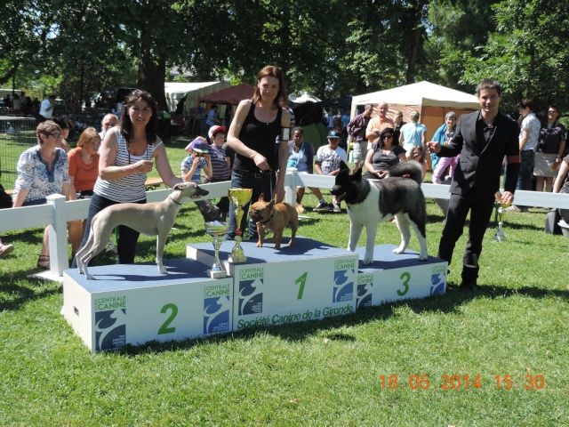 du bois des chênes beaux - Expo de Libourne mai 2014