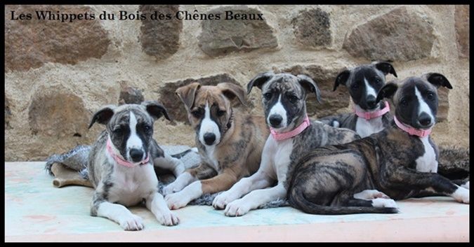 du bois des chênes beaux - Déjà 1 an !