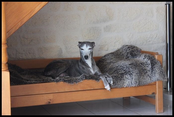 du bois des chênes beaux - 12 ans de Blue moon 