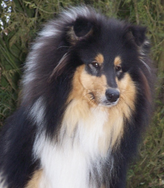 Greta garbo du bois des chênes beaux