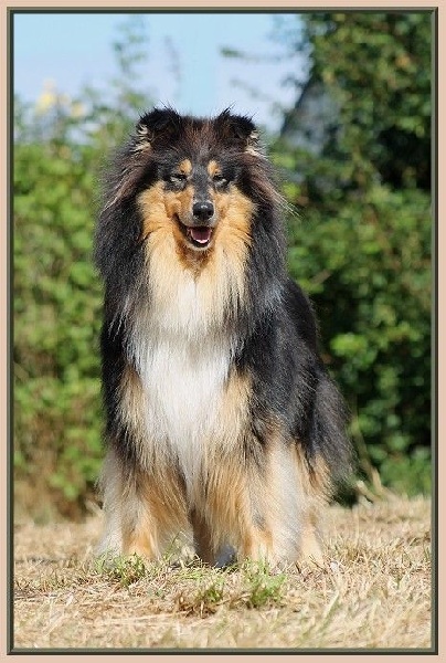 Hair de nina ricci  (nina ) du bois des chênes beaux