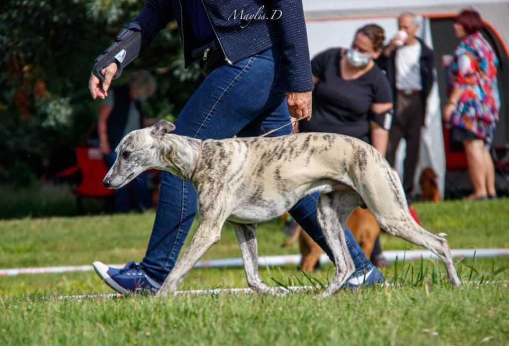 Expo de Ambès spéciale whippet 