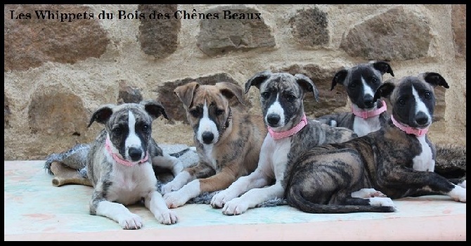 du bois des chênes beaux - 7 semaines déjà!!